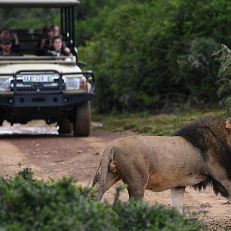 Addo Elephant Safari Lodge - Bellevue Forest Reserve Paterson Exterior photo