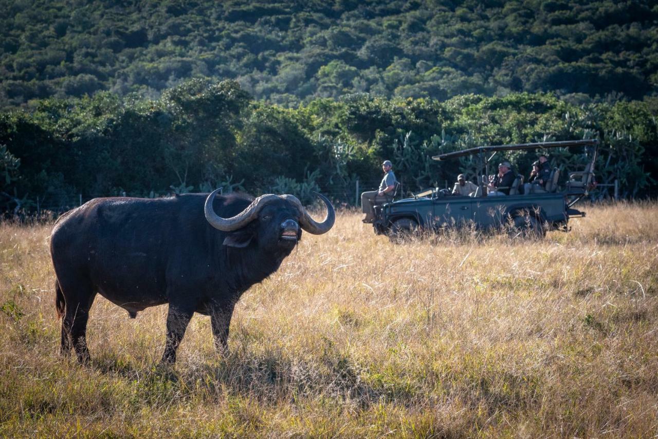 Addo Elephant Safari Lodge - Bellevue Forest Reserve Paterson Exterior photo