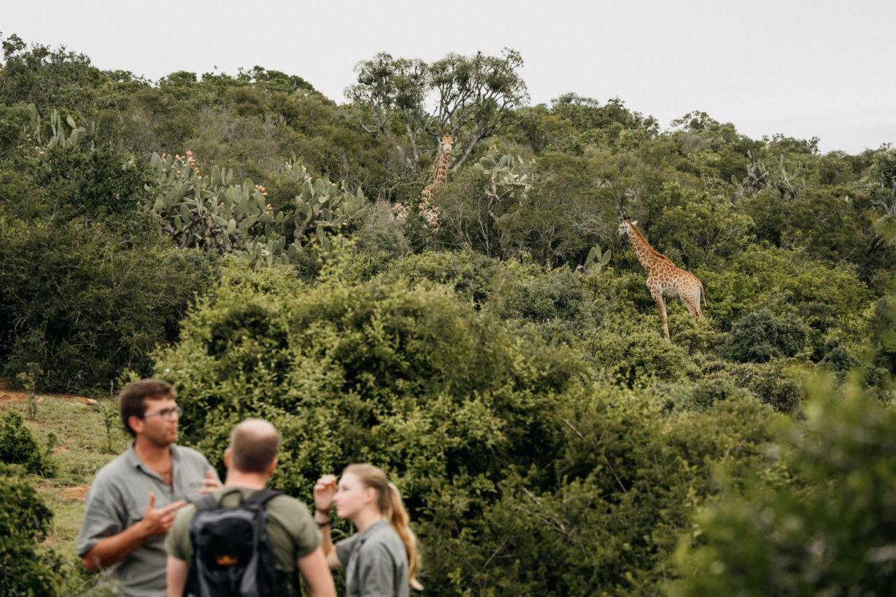 Addo Elephant Safari Lodge - Bellevue Forest Reserve Paterson Exterior photo