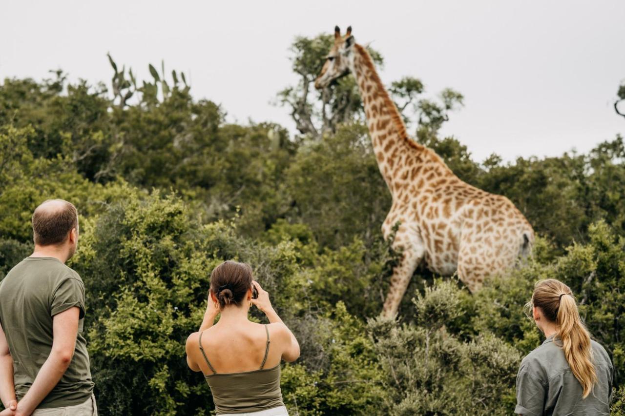 Addo Elephant Safari Lodge - Bellevue Forest Reserve Paterson Exterior photo